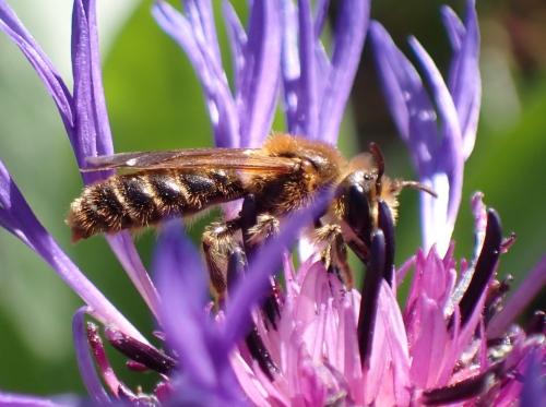 Andrena hattorfiana